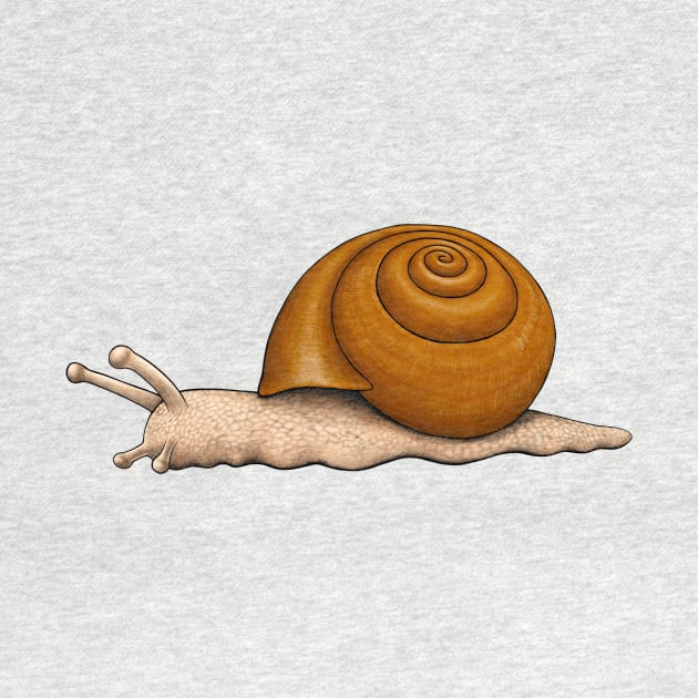 Snail by Akman